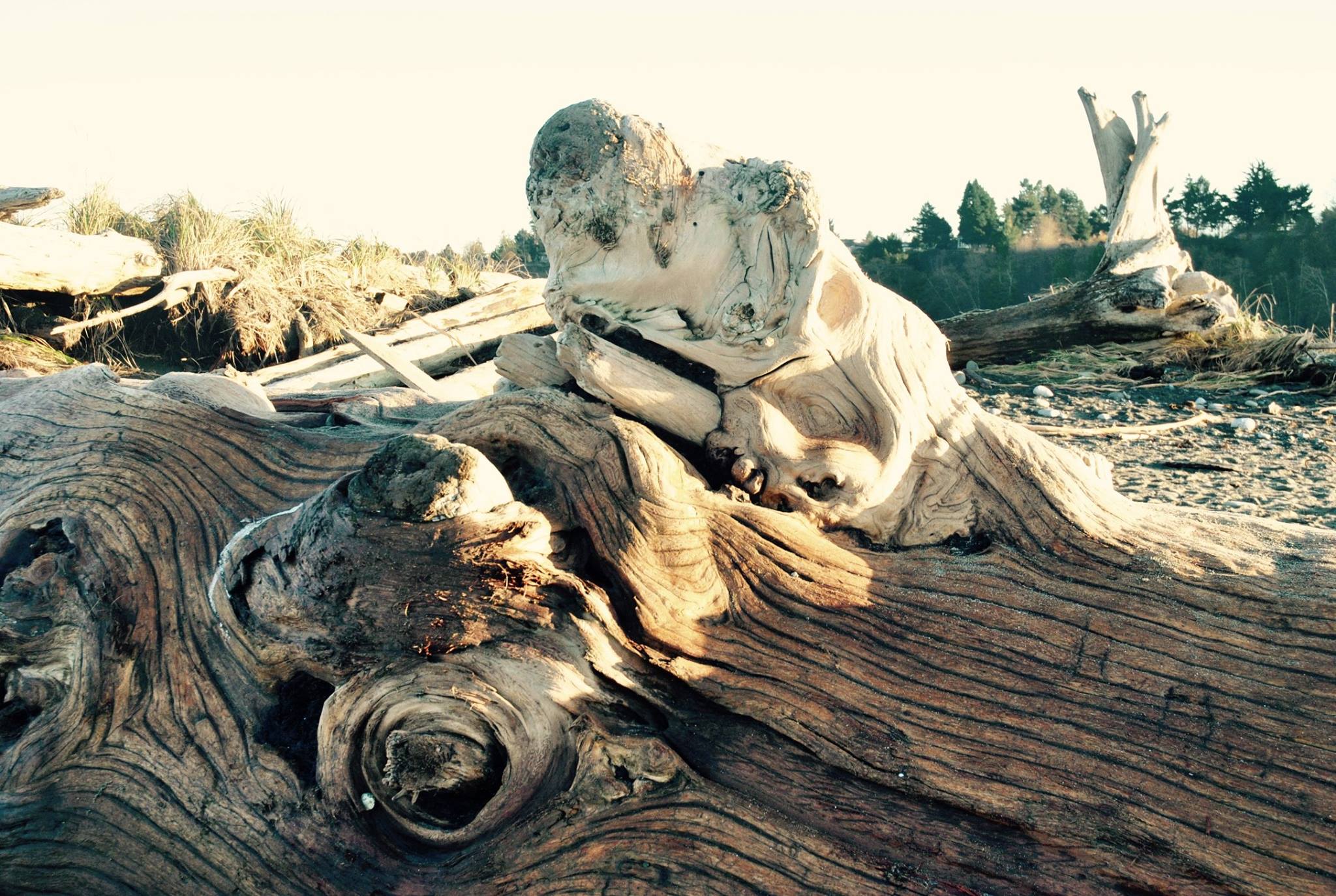 12308083_1222680757745675_1917687593347823649_o